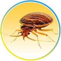Bed-Bug