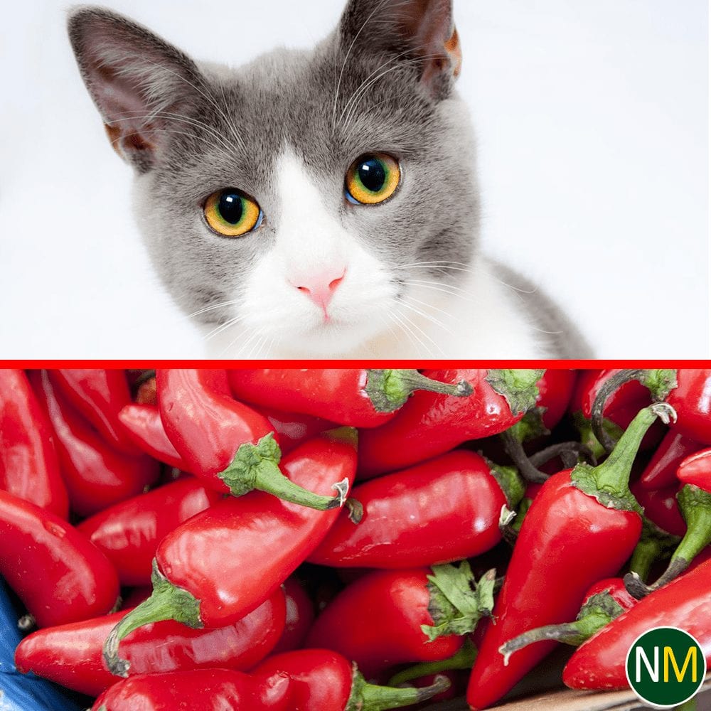 Does Cayenne Pepper keep cats out of the garden? Nature's Mace