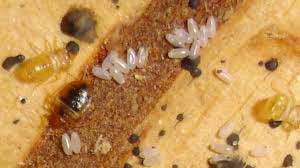 How Long Do Bed Bug Eggs Live