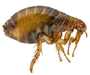 Where Do Fleas Come From