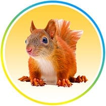 Squirrel-Image-Website-idiot