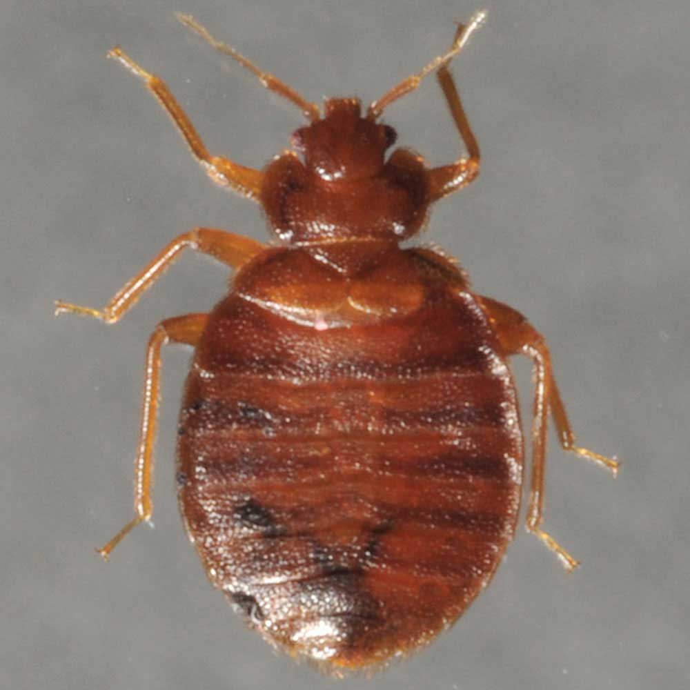 Where to Buy Bed Bug Spray